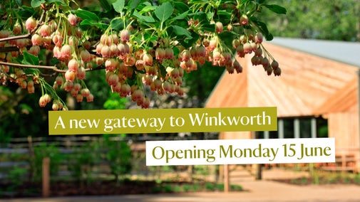 An photography of a tree in blossom in the foreground with a wooden building out of focus in the background. There is text on the front tha states 'A new gateway to Winkworth Arboretum. Opening Monday 15 June